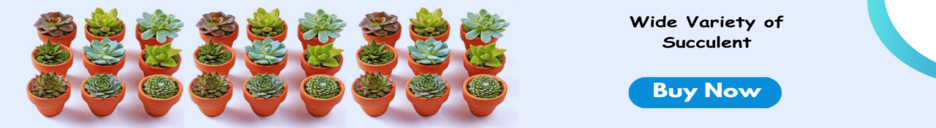 Succulent Plants