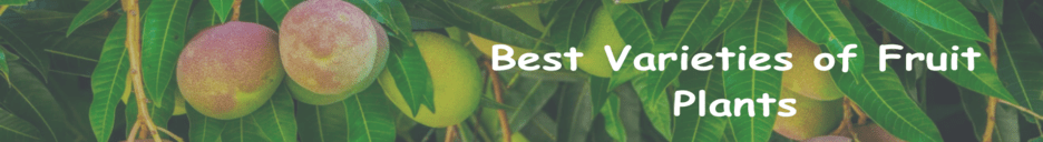 Fruit Plants