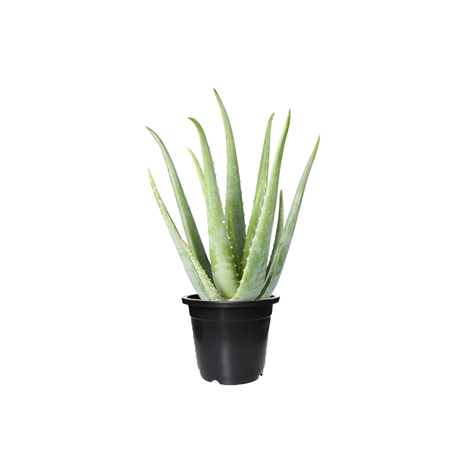Aloe Vera Plant Black Pot
