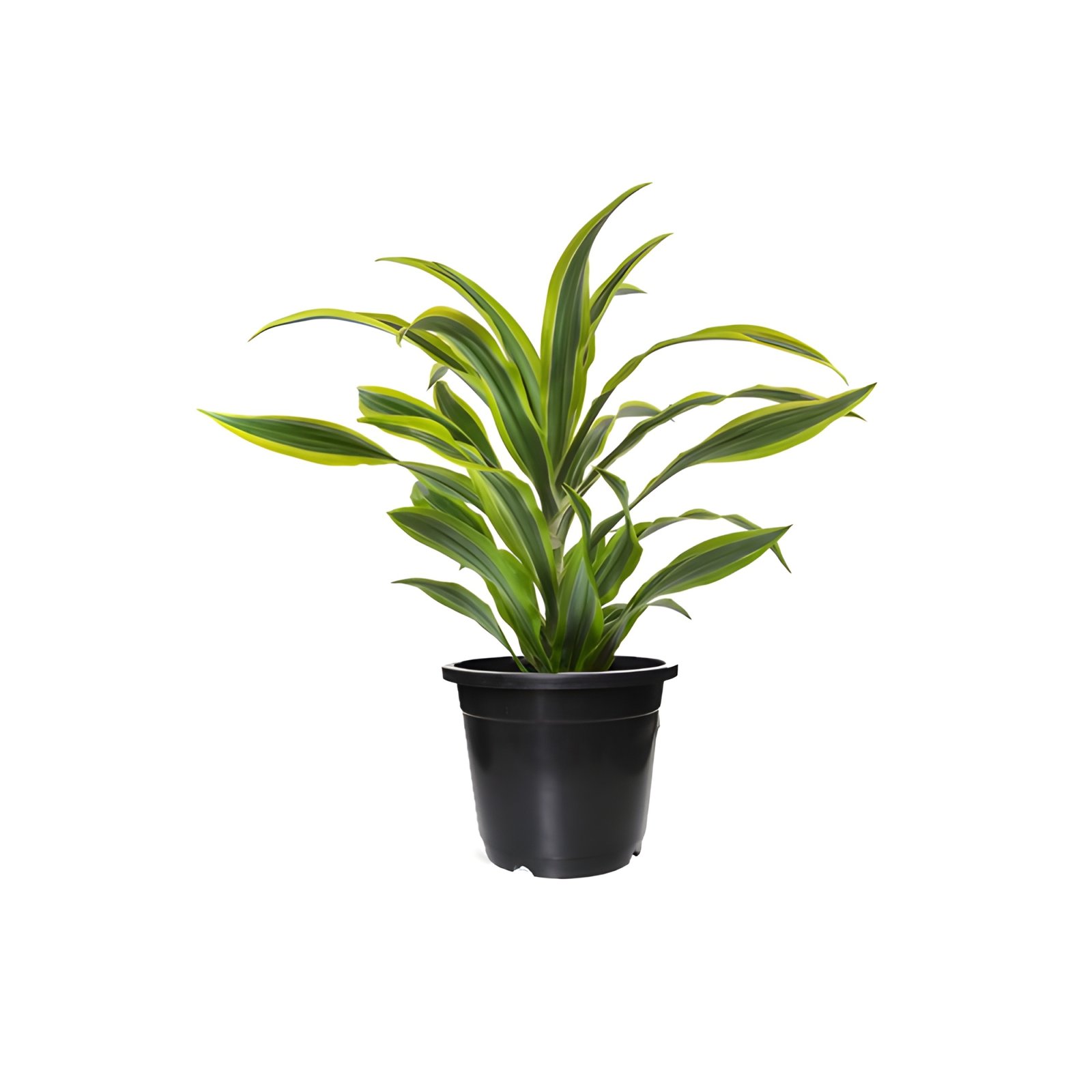 Dracena Lemon Plant Pot