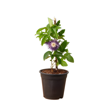 Krishna Kamal Plant - Special Offer on Exotic Beauty