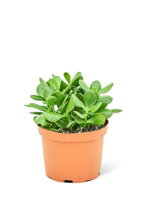 jade succulent plant Crassula ovata