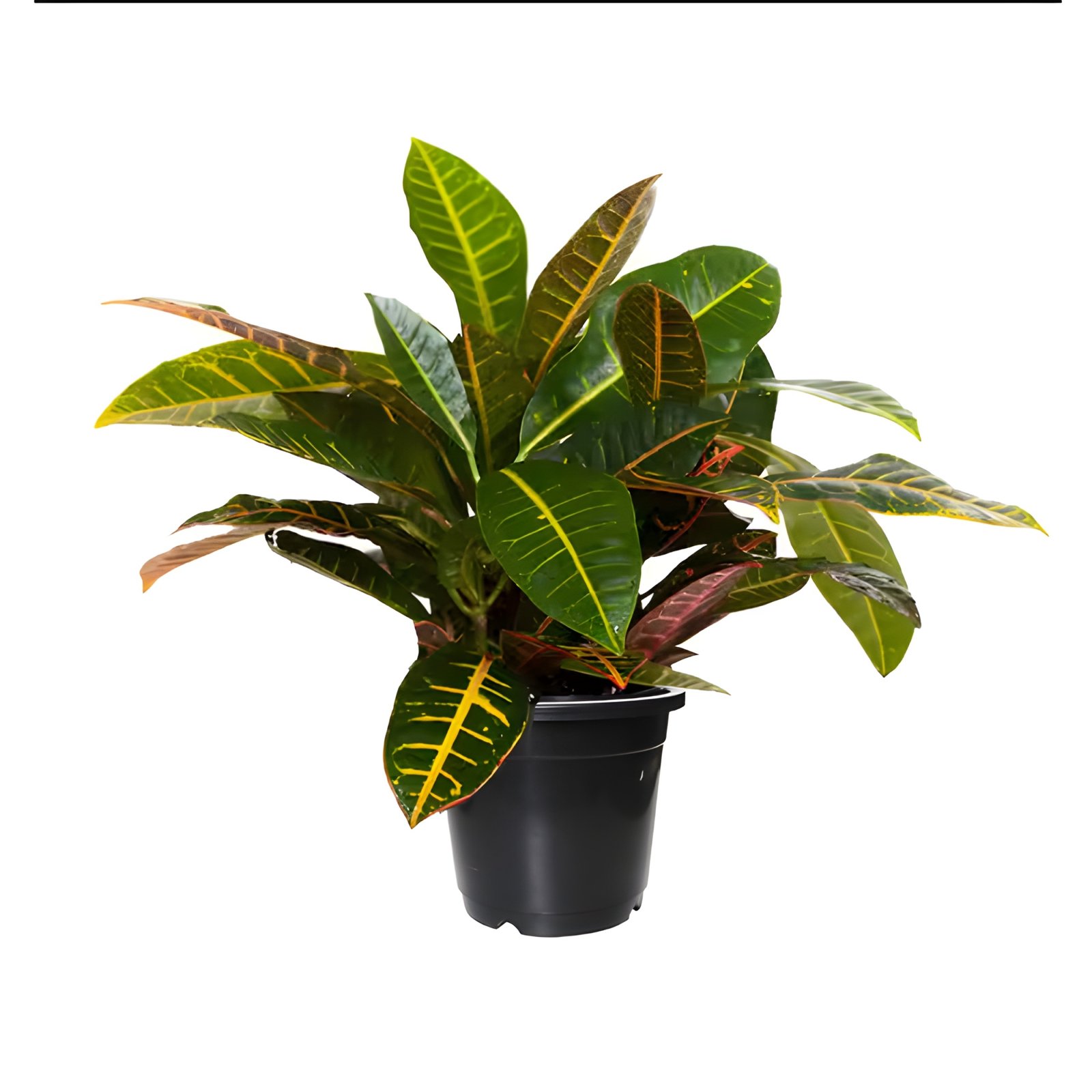 pot of croton plant for indoors