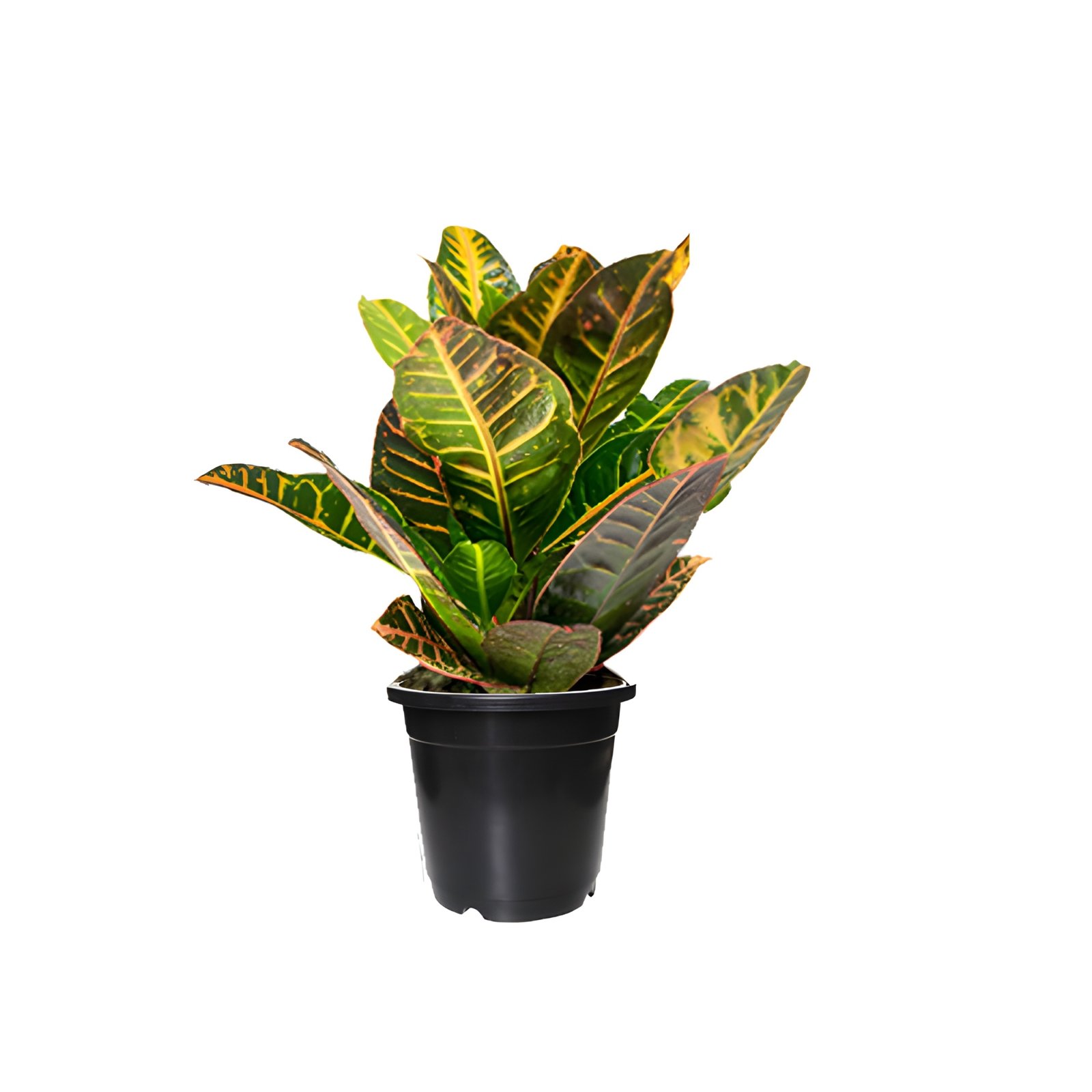 Green lush croton plant in black pot