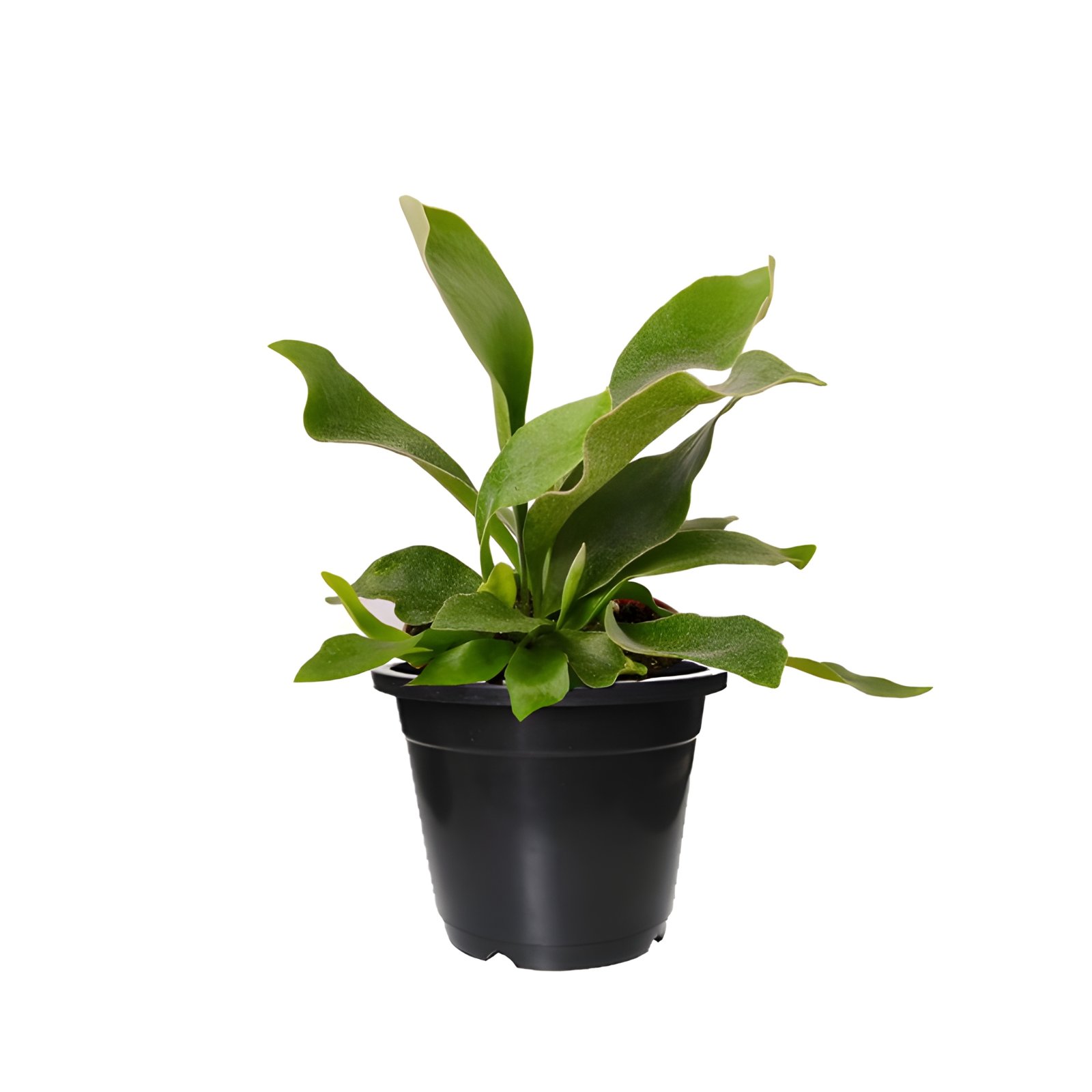 Staghorn Fern Black Plant Pot