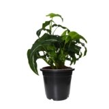 Syngonium Wendlandi Plant Pot