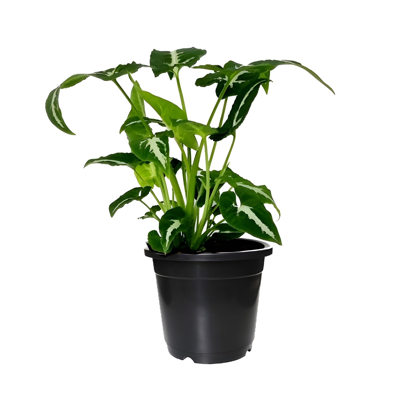 Syngonium Wendlandi Plant Pot in Black Color