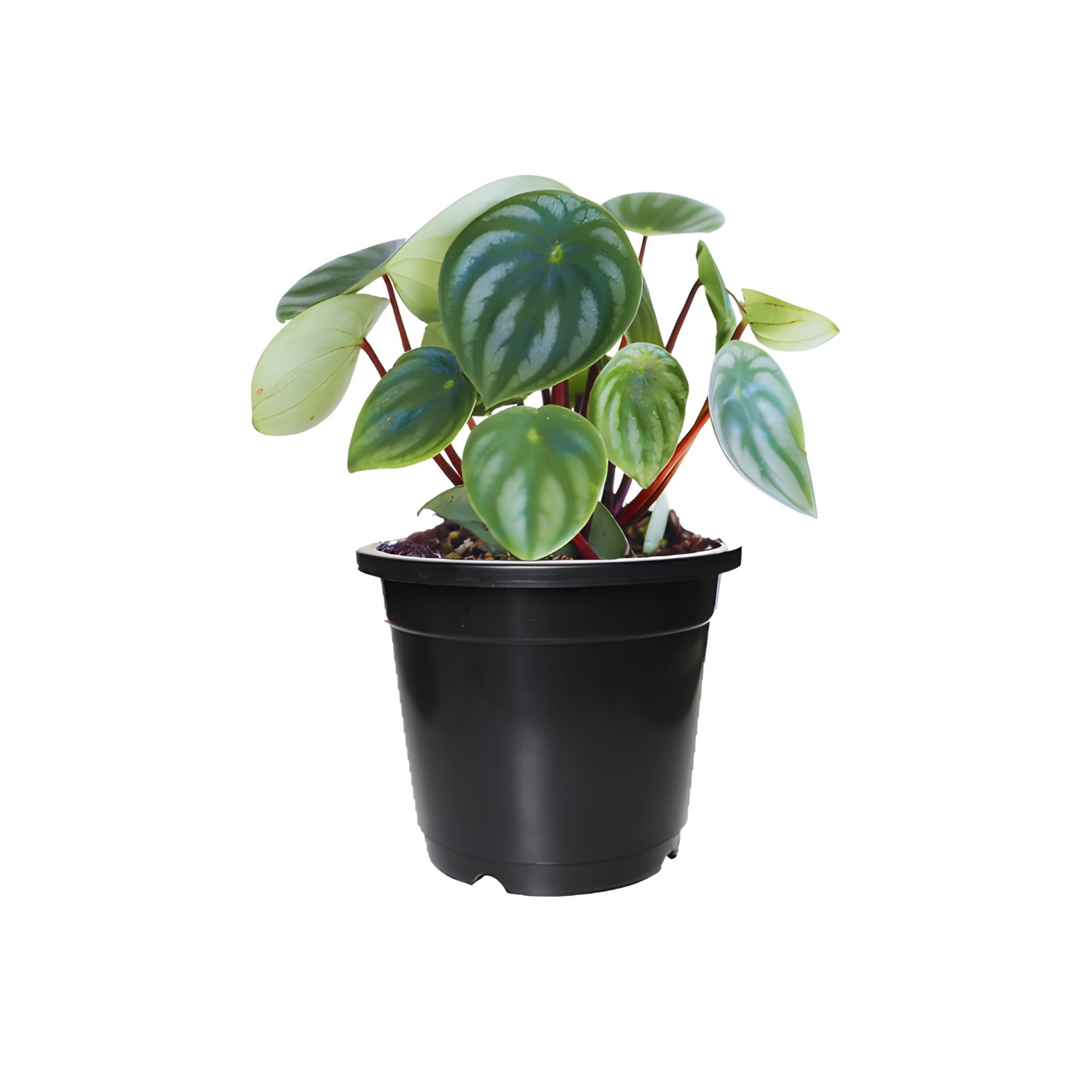 Watermelon Peperomia Plant Pot