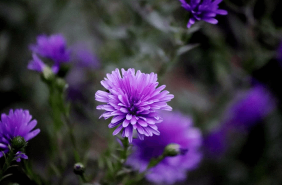 aster flower