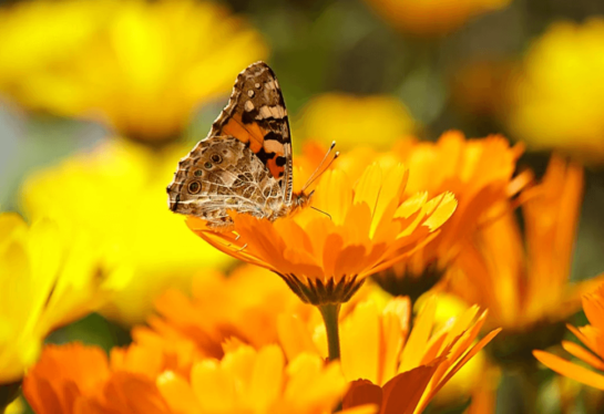 Calendulas flower