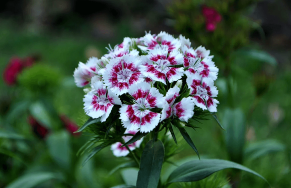 Dianthus flower