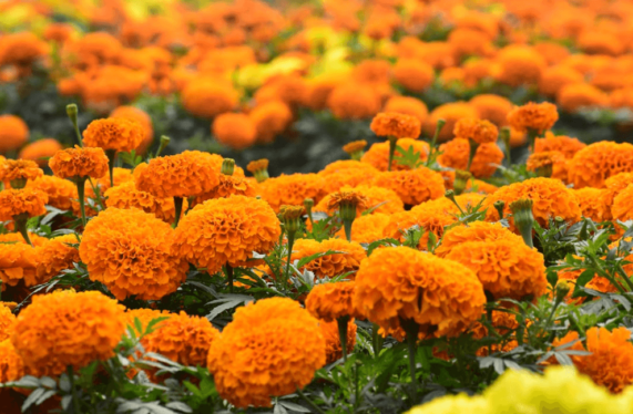 marigold flower plant