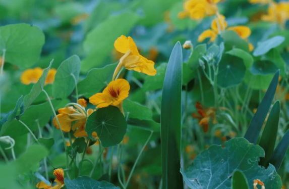 nasturtiums flower plant