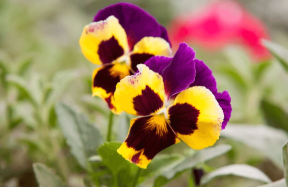 pansy flower