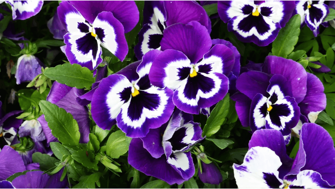 Winter Season Flowers in India: A Blooming Delight