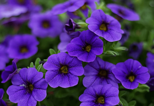 petunia flower