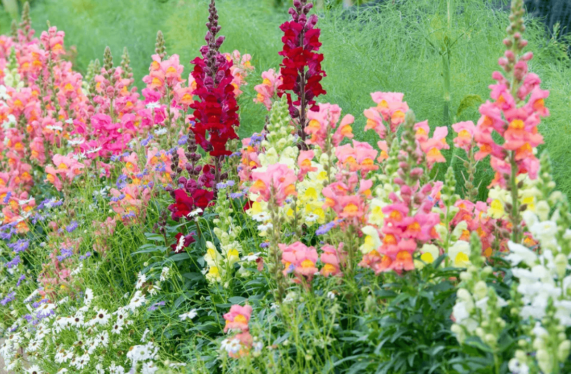snapdragon flower plant