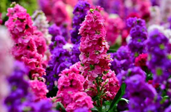 stock flower