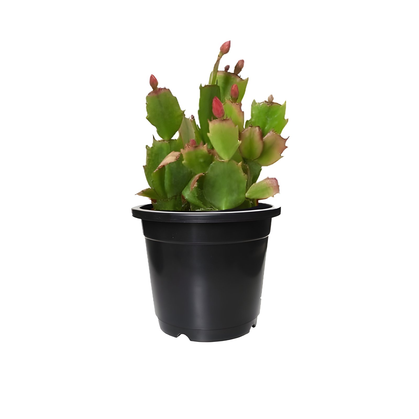 Christmas Cactus Plant Pot