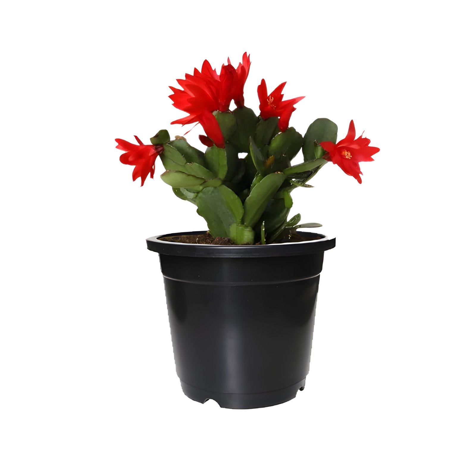 Christmas Cactus in Black Pot