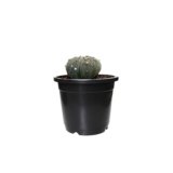 astrophytum asterias Plant