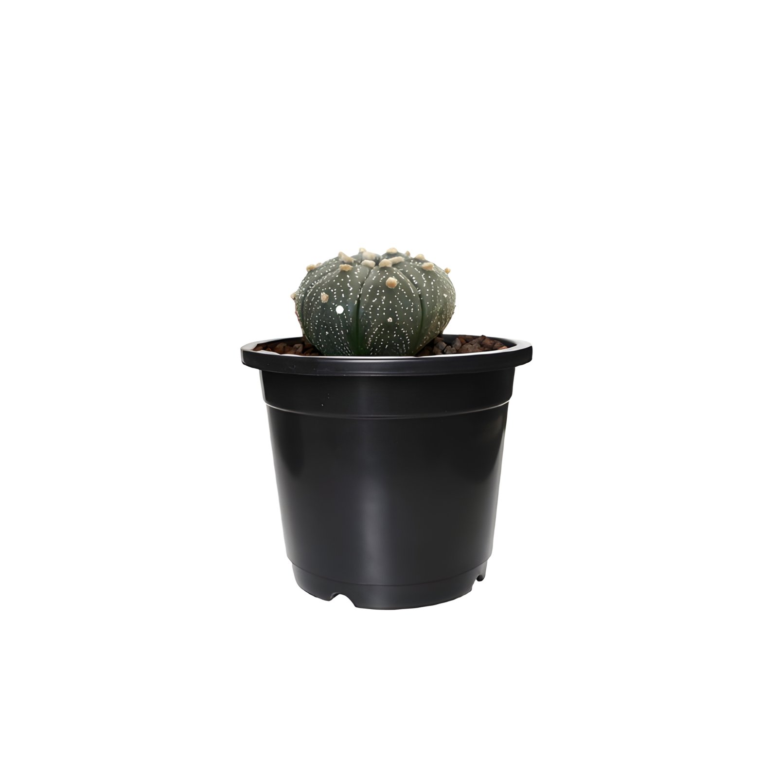 astrophytum asterias Plant