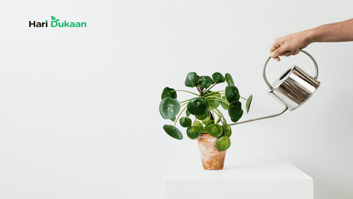 How Much Water Do Plants Need?