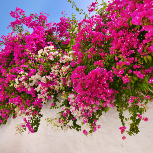 a beautiful bougainvillea outside the home