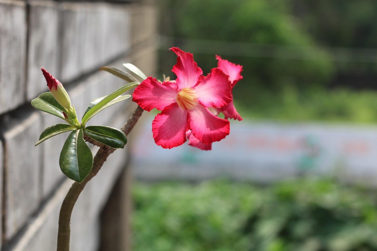 Desert rose