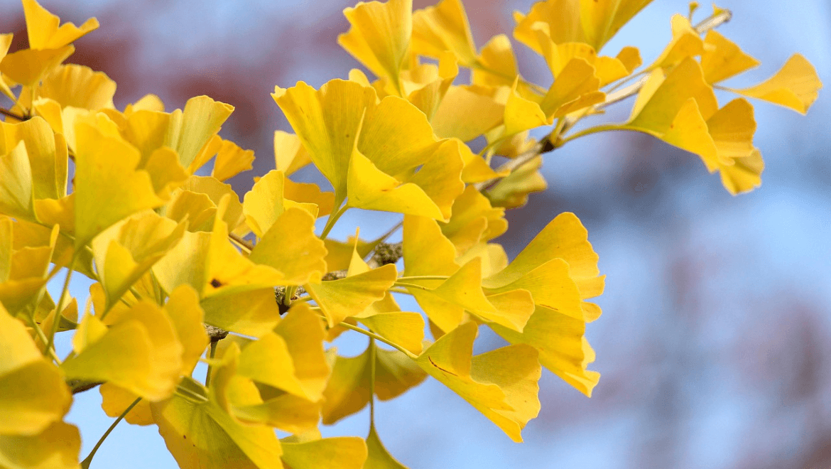 All Season Flowering Plants: Your Guide to Nonstop Blooms