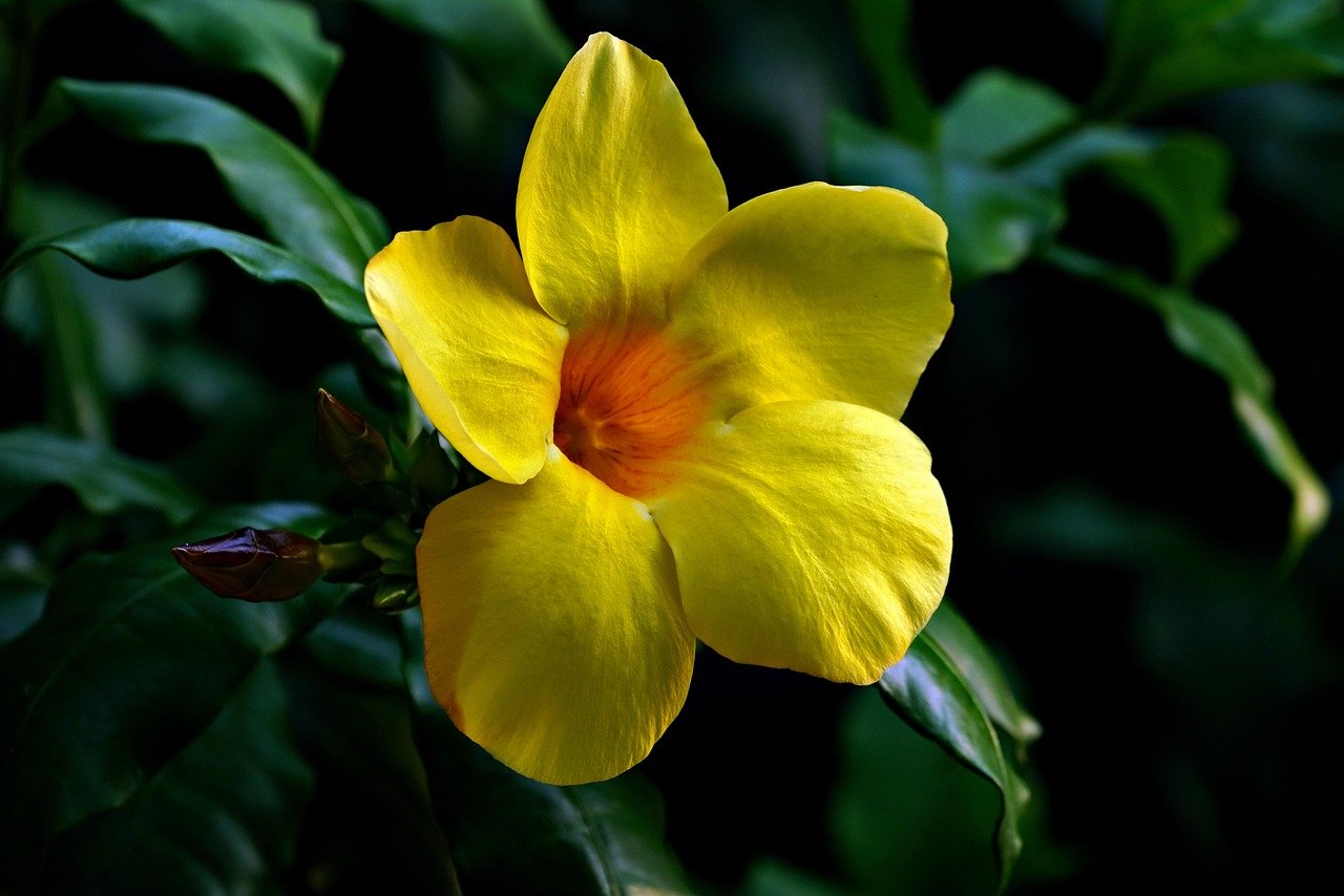 yellow allamanda