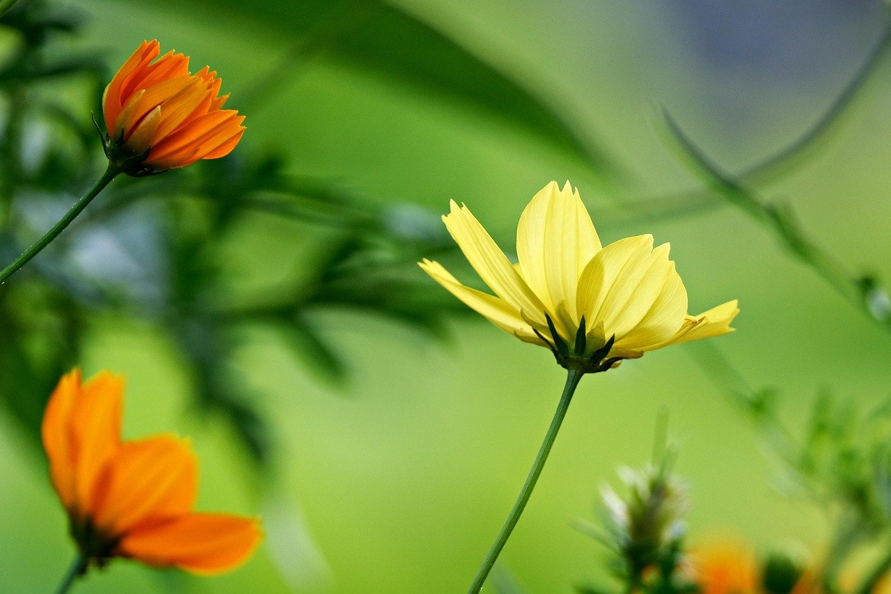 cosmos plants