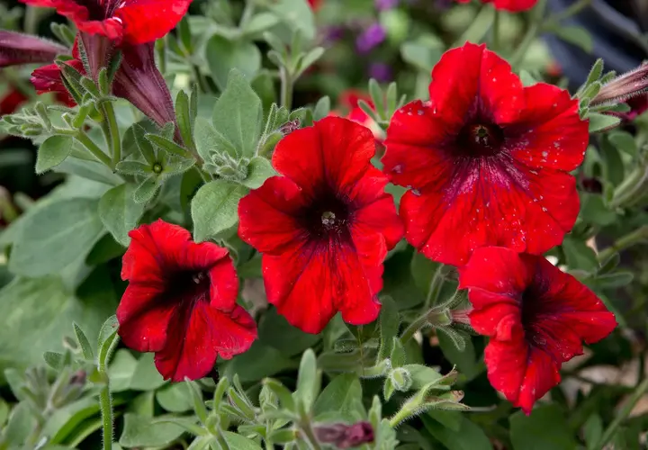 a dark red hibiscus plant