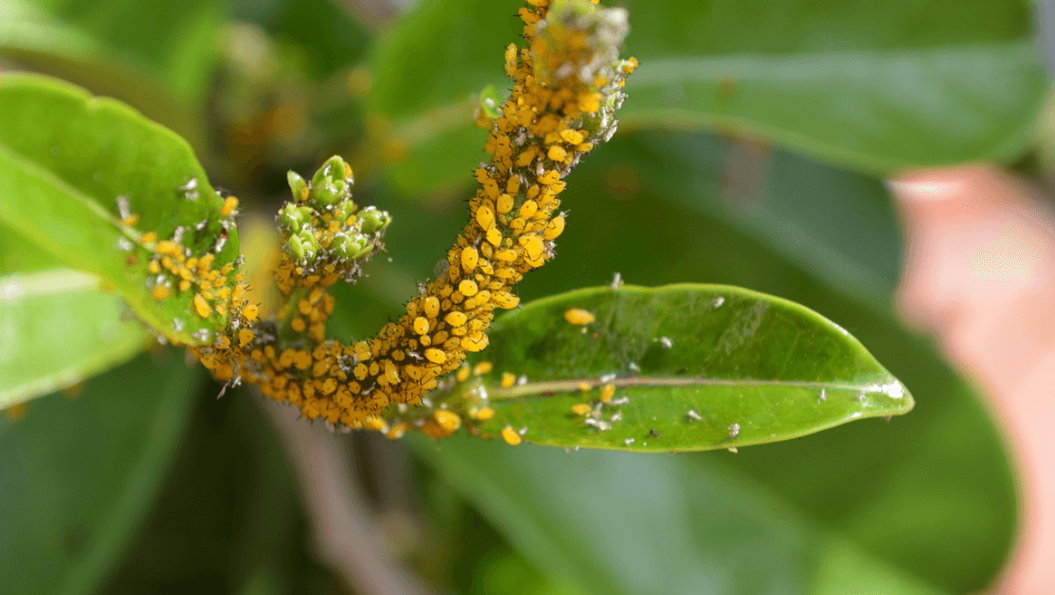 What Is Fungal Infection in Plants?
