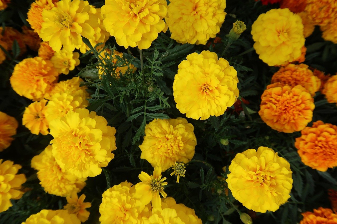 yellow marigold