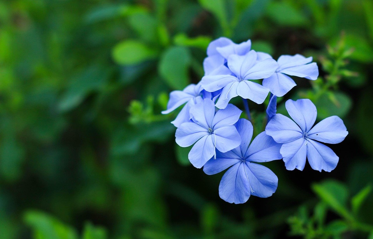 plumbago plant