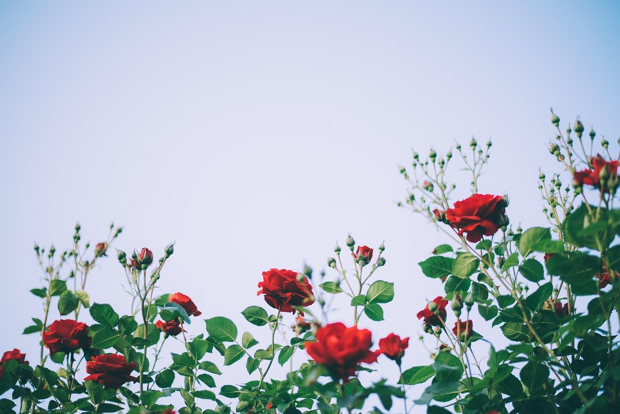 rose indoor plant