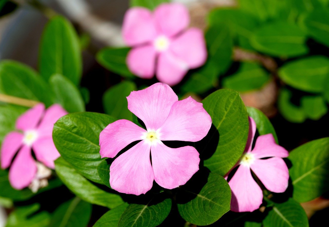 rosy colour periwinkle plant