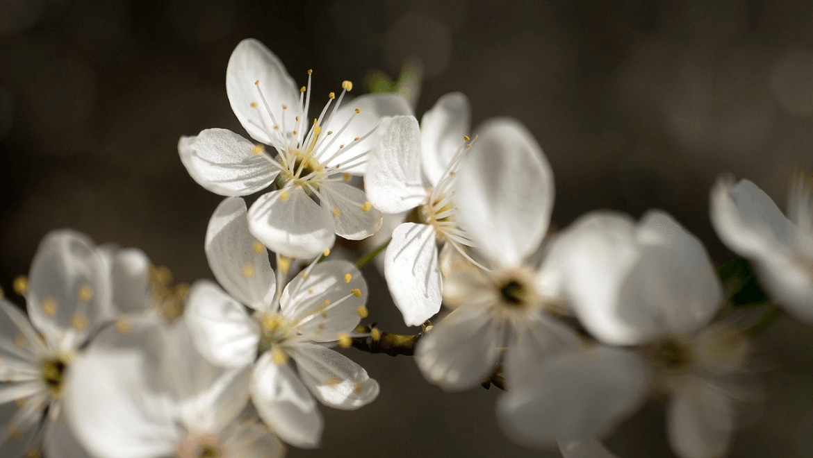 Seasonal Flowers in India: Know the Plant Name & Blooming Time