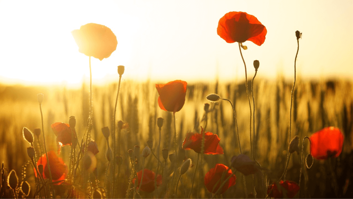 Summer Flowering Plants: Bringing Color to Indian Summers