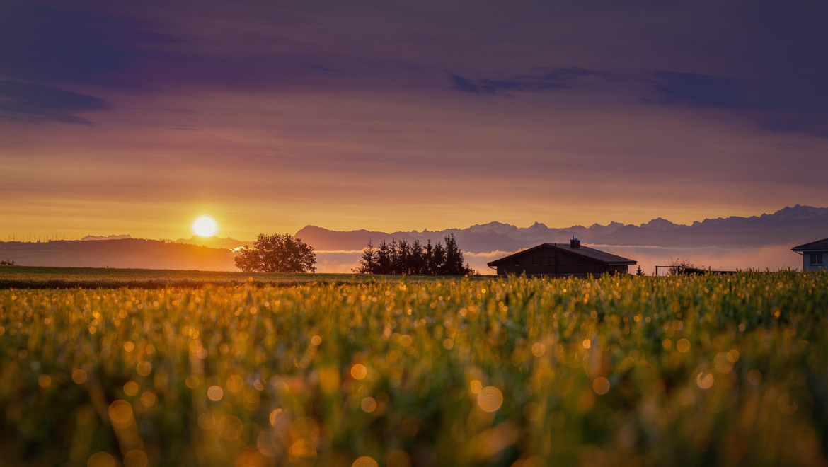 Sun Loving Plants: Which Plants Thrive in Indian Sunlight?