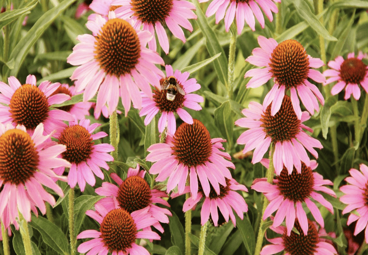 pink colour sunflower plant