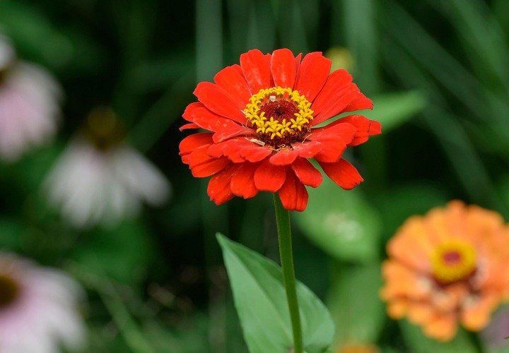 zinnia flower